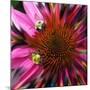 Floral Wonders 3-Brago-Mounted Art Print