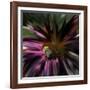 Floral Wonders 5-Brago-Framed Art Print