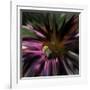 Floral Wonders 5-Brago-Framed Art Print