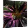 Floral Wonders 5-Brago-Mounted Art Print