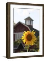 Floral-Jeff Rasche-Framed Photographic Print