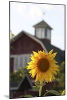 Floral-Jeff Rasche-Mounted Photographic Print