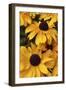 Floral-Jeff Rasche-Framed Photographic Print