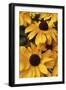 Floral-Jeff Rasche-Framed Photographic Print