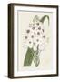 Flore Albo II-Ridgeway-Framed Art Print