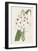 Flore Albo II-Ridgeway-Framed Art Print