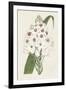 Flore Albo II-Ridgeway-Framed Art Print