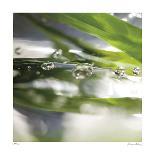 Dew Drops 7-Florence Delva-Giclee Print
