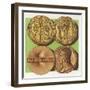 Florentine Gold Coins from Renaissance Italy-Pat Nicolle-Framed Giclee Print