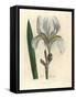 Florentine Iris, Iris Florentina-James Sowerby-Framed Stretched Canvas