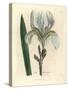 Florentine Iris, Iris Florentina-James Sowerby-Stretched Canvas