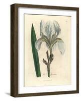 Florentine Iris, Iris Florentina-James Sowerby-Framed Giclee Print