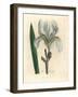 Florentine Iris, Iris Florentina-James Sowerby-Framed Giclee Print