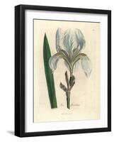 Florentine Iris, Iris Florentina-James Sowerby-Framed Giclee Print