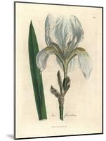 Florentine Iris, Iris Florentina-James Sowerby-Mounted Giclee Print