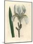 Florentine Iris, Iris Florentina-James Sowerby-Mounted Giclee Print