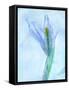 Flores Azules-Moises Levy-Framed Stretched Canvas