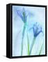 Flores Azules-Moises Levy-Framed Stretched Canvas