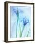 Flores Azules-Moises Levy-Framed Photographic Print