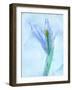 Flores Azules-Moises Levy-Framed Photographic Print