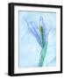 Flores Azules-Moises Levy-Framed Photographic Print