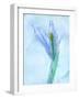 Flores Azules-Moises Levy-Framed Photographic Print