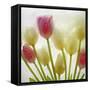 Flores Congeladas-Moises Levy-Framed Stretched Canvas