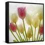 Flores Congeladas-Moises Levy-Framed Stretched Canvas