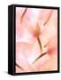 Flores Congeladas-Moises Levy-Framed Stretched Canvas