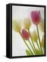 Flores Congeladas-Moises Levy-Framed Stretched Canvas