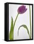 Flores Congeladas-Moises Levy-Framed Stretched Canvas