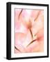 Flores Congeladas-Moises Levy-Framed Photographic Print