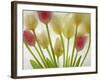 Flores Congeladas-Moises Levy-Framed Photographic Print