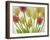 Flores Congeladas-Moises Levy-Framed Photographic Print