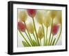 Flores Congeladas-Moises Levy-Framed Photographic Print