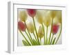 Flores Congeladas-Moises Levy-Framed Photographic Print