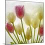 Flores Congeladas-Moises Levy-Mounted Photographic Print