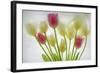 Flores Congeladas-Moises Levy-Framed Photographic Print