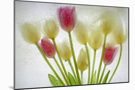 Flores Congeladas-Moises Levy-Mounted Photographic Print