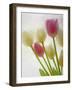 Flores Congeladas-Moises Levy-Framed Photographic Print