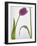 Flores Congeladas-Moises Levy-Framed Photographic Print