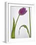 Flores Congeladas-Moises Levy-Framed Photographic Print