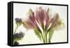 Flores en Hielo VII-Moises Levy-Framed Stretched Canvas