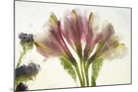 Flores en Hielo VII-Moises Levy-Mounted Giclee Print