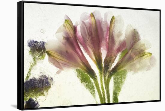 Flores en Hielo VII-Moises Levy-Framed Stretched Canvas