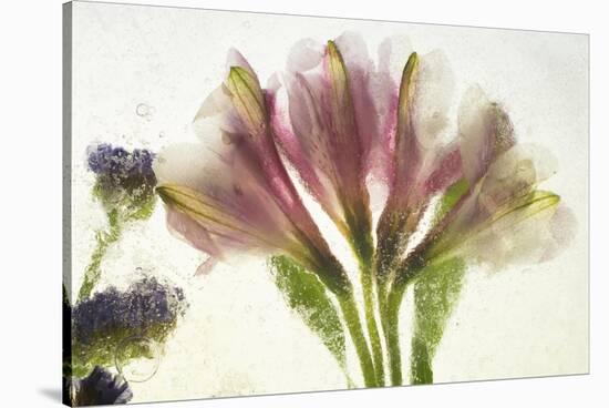 Flores en Hielo VII-Moises Levy-Stretched Canvas