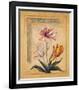 Flores Exoticas y Mapas I-Javier Fuentes-Framed Art Print