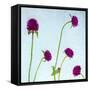 Flores Secas-Moises Levy-Framed Stretched Canvas