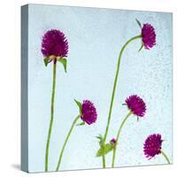 Flores Secas-Moises Levy-Stretched Canvas