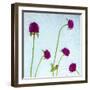 Flores Secas-Moises Levy-Framed Photographic Print